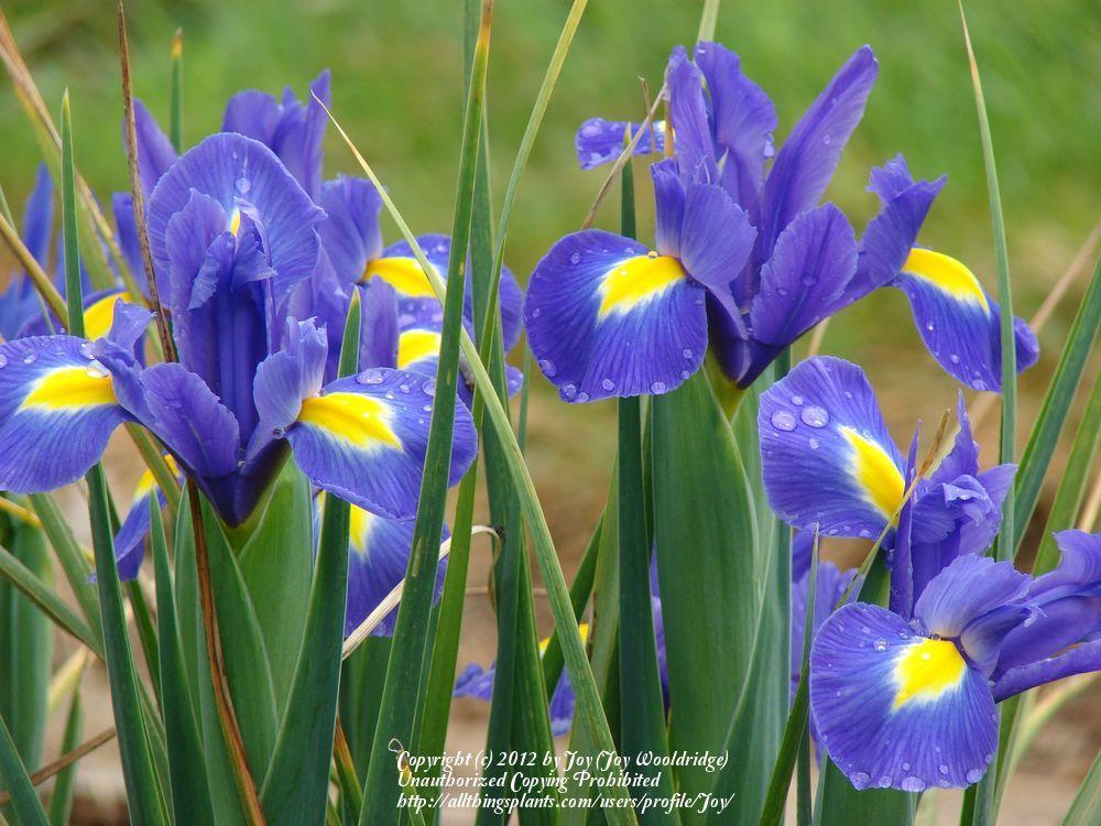 Photo of Dutch Iris (Iris x hollandica 'Blue Magic') uploaded by Joy