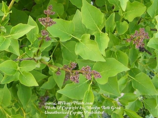 Photo of Manchurian Lilac (Syringa pubescens subsp. patula 'Miss Kim') uploaded by Marilyn