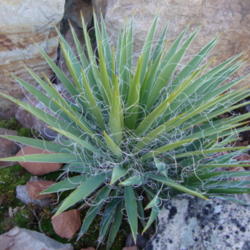 Location: In a friends garden, Pleasant Grove, Utah
Date: 2012-04-02
Yucca filamentosa