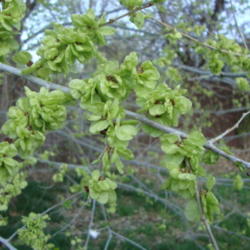Location: Pleasant Grove, utah
Date: 2012-04-02
Thjis is a very weedy, undesirable tree in my area.  The seeds bl