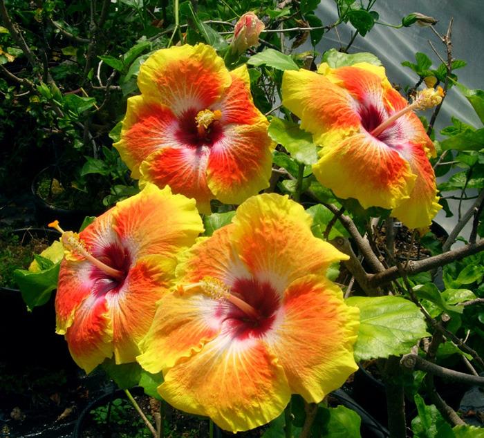 Photo of Tropical Hibiscus (Hibiscus rosa-sinensis 'Acapulco Gold') uploaded by SongofJoy