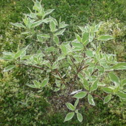 Location: Middle Tennessee
Date: 2012-04-02
Young plant