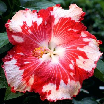 Photo of Tropical Hibiscus (Hibiscus rosa-sinensis 'Cherry Appaloosa') uploaded by SongofJoy