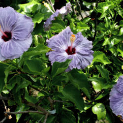 
Date: 2009-01-02
Courtesy Hidden Valley Hibiscus, used with permission