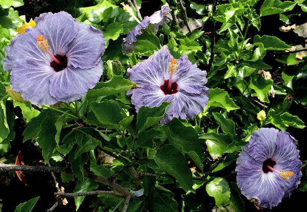 Photo of Tropical Hibiscus (Hibiscus rosa-sinensis 'Blue Ballerina') uploaded by SongofJoy