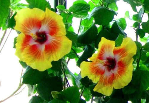 Photo of Tropical Hibiscus (Hibiscus rosa-sinensis 'Acapulco Gold') uploaded by SongofJoy