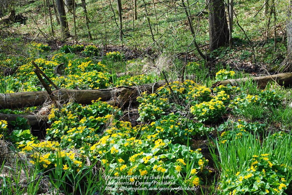 Photo of Marsh Marigold (Caltha palustris) uploaded by chelle