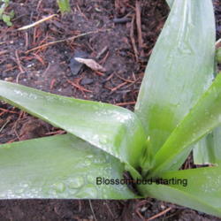 Location: sun zone 6
Date: 2012-04-02
Its April.We have had an exceptionally warm March and all bulbs a