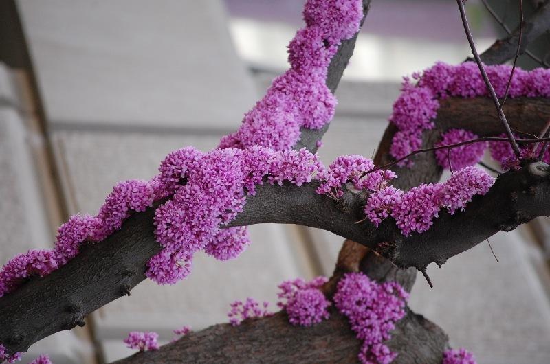 Photo of Eastern Redbud (Cercis canadensis) uploaded by pixie62560