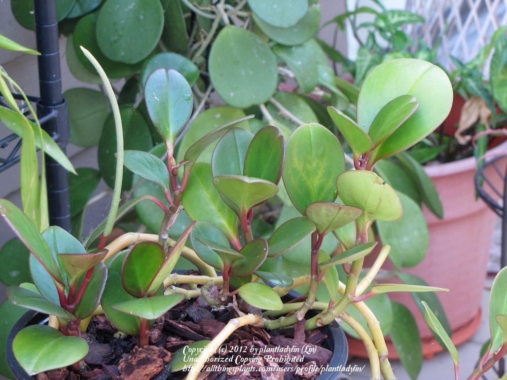 Photo of Baby Rubber Plant (Peperomia obtusifolia) uploaded by plantladylin