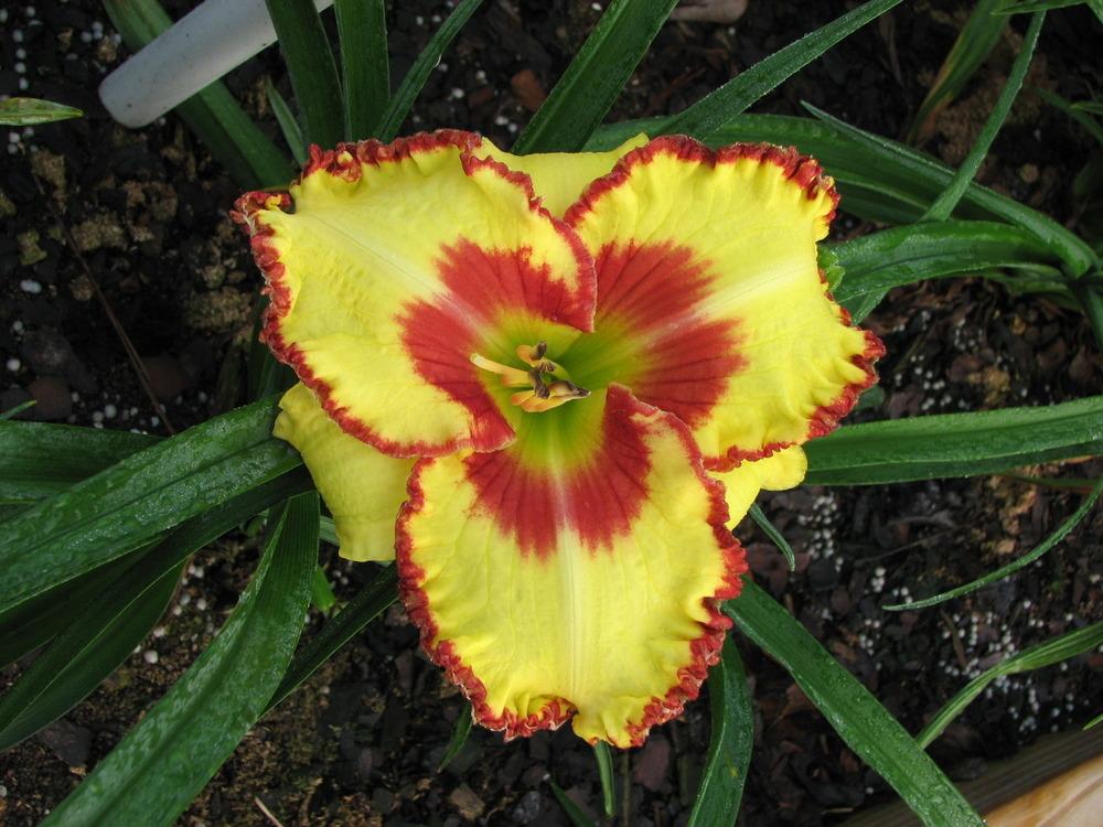 Photo of Daylily (Hemerocallis 'Magic Attraction') uploaded by tink3472