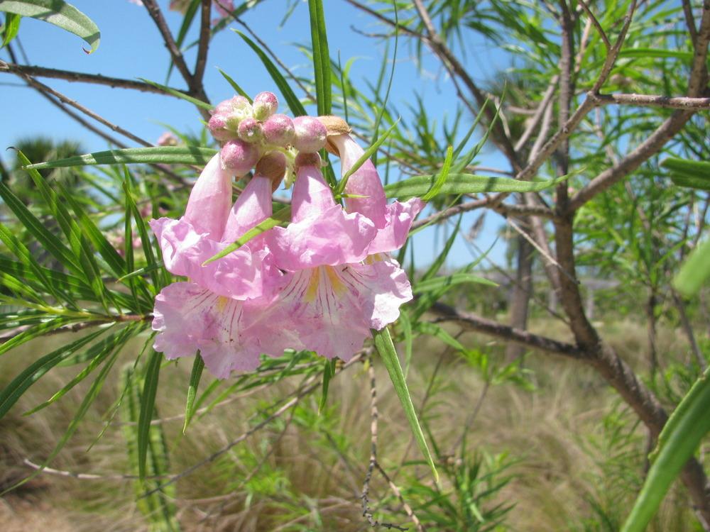 Photo of Desert Willow (Chilopsis linearis) uploaded by Dutchlady1
