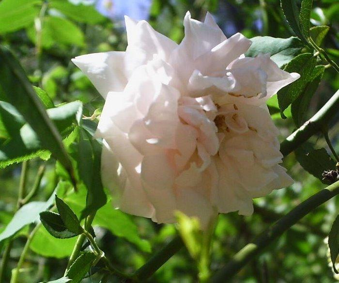 Photo of Rose (Rosa 'Madame Alfred Carriere') uploaded by JaxFlaGardener
