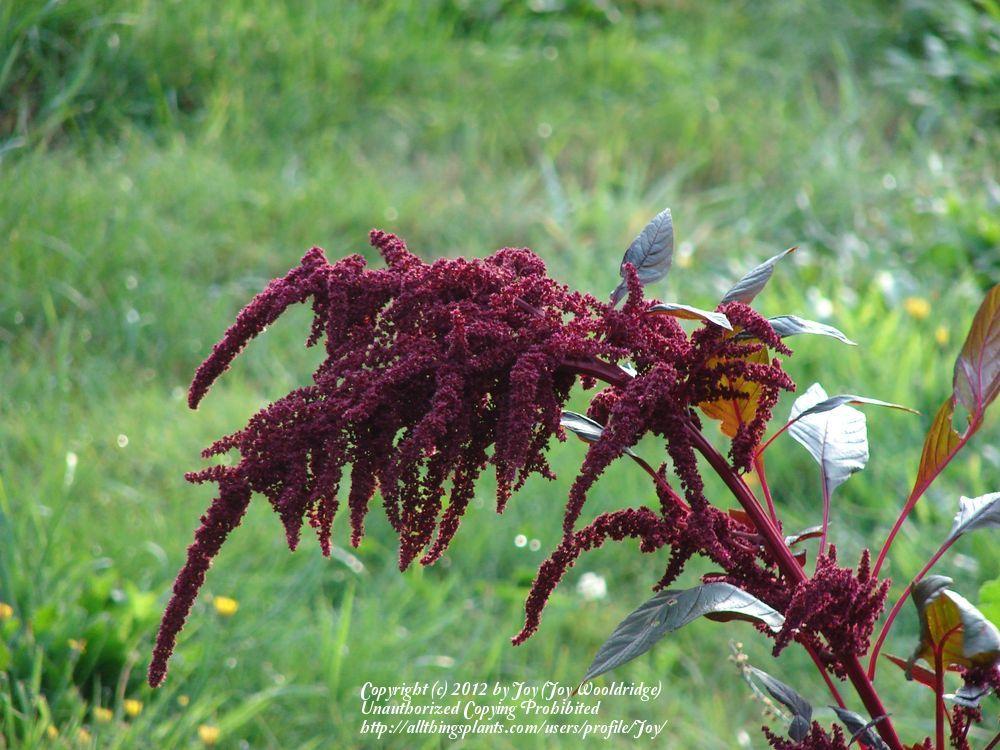 Photo of Red Amaranth (Amaranthus 'Komo') uploaded by Joy