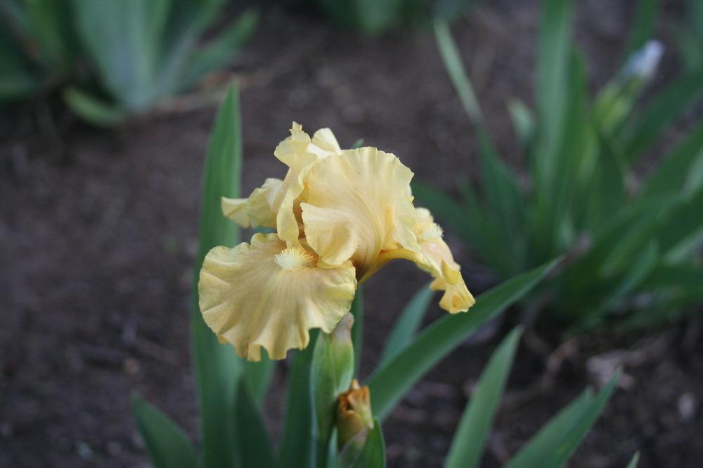 Photo of Standard Dwarf Bearded Iris (Iris 'All Ruffled Up') uploaded by KentPfeiffer