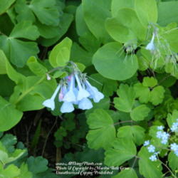 Location: My garden in Kentucky
Date: 2012-04-01
Upper right hand corner of photo