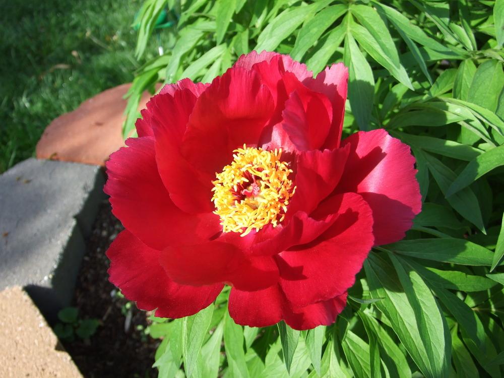 Photo of Hybrid Fern Leaf Peony (Paeonia 'Early Scout') uploaded by Oldgardenrose