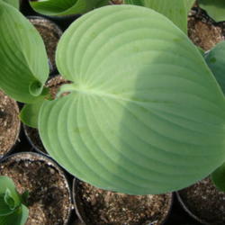 Location: Vineyard, Utah
Date: 2012-04-02
A young plant at Vineyard Nursery