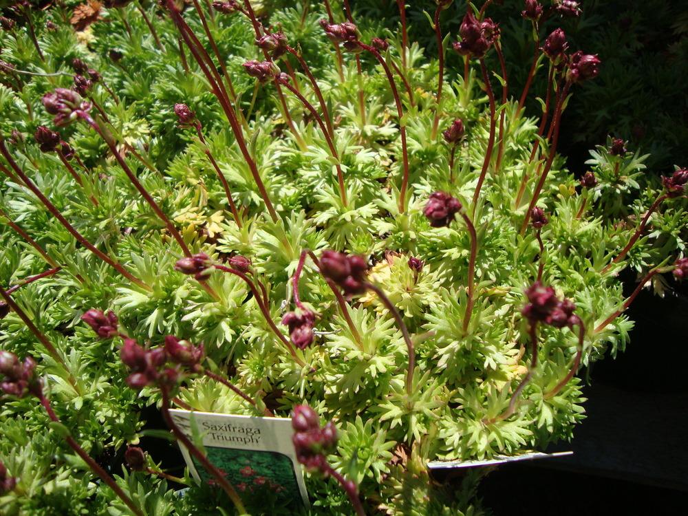 Photo of Rockfoil (Saxifraga 'Triumph') uploaded by Paul2032