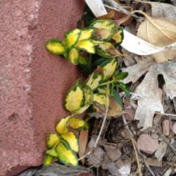 Location: Denver Metro, CO
Date: 2012-04-02
A vine of my Blue & Gold that has not reverted.
