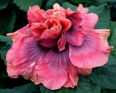 Photo of Tropical Hibiscus (Hibiscus rosa-sinensis 'Allure') uploaded by SongofJoy