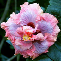 
Date: 2007-02-17
Courtesy Hidden Valley Hibiscus, used with permission