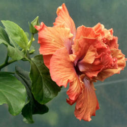 
Date: 2007-12-27
Courtesy Hidden Valley Hibiscus, used with permission