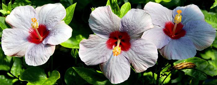 Photo of Tropical Hibiscus (Hibiscus rosa-sinensis 'Am I Blue') uploaded by SongofJoy