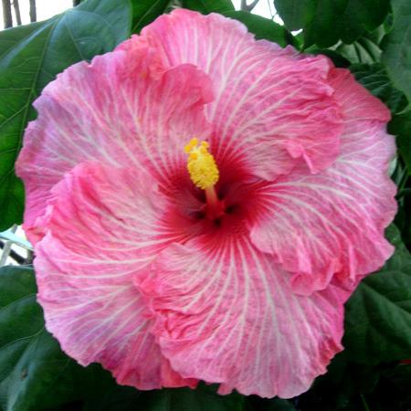 Photo of Tropical Hibiscus (Hibiscus rosa-sinensis 'Candy Stripe') uploaded by SongofJoy