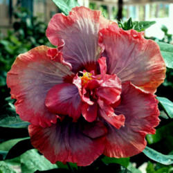 
Date: 2007-02-17
Courtesy Hidden Valley Hibiscus, used with permission