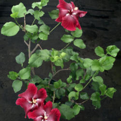 
Date: 2007-06-20
Courtesy Hidden Valley Hibiscus, used with permission