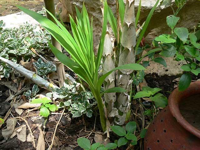 Photo of Cowhorn Orchid (Cyrtopodium punctatum) uploaded by extranjera