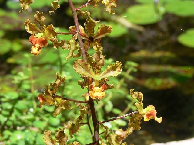 Photo of Cowhorn Orchid (Cyrtopodium punctatum) uploaded by extranjera