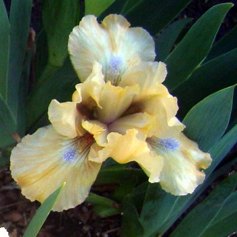 Photo of Standard Dwarf Bearded Iris (Iris 'Add It Up') uploaded by stilldew