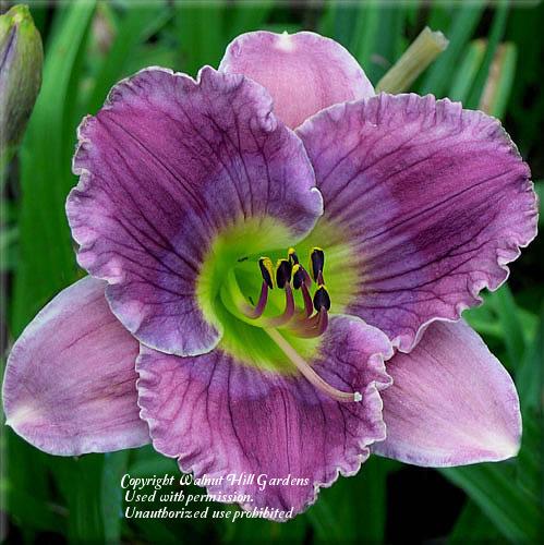 Photo of Daylily (Hemerocallis 'Guided by Voices') uploaded by vic
