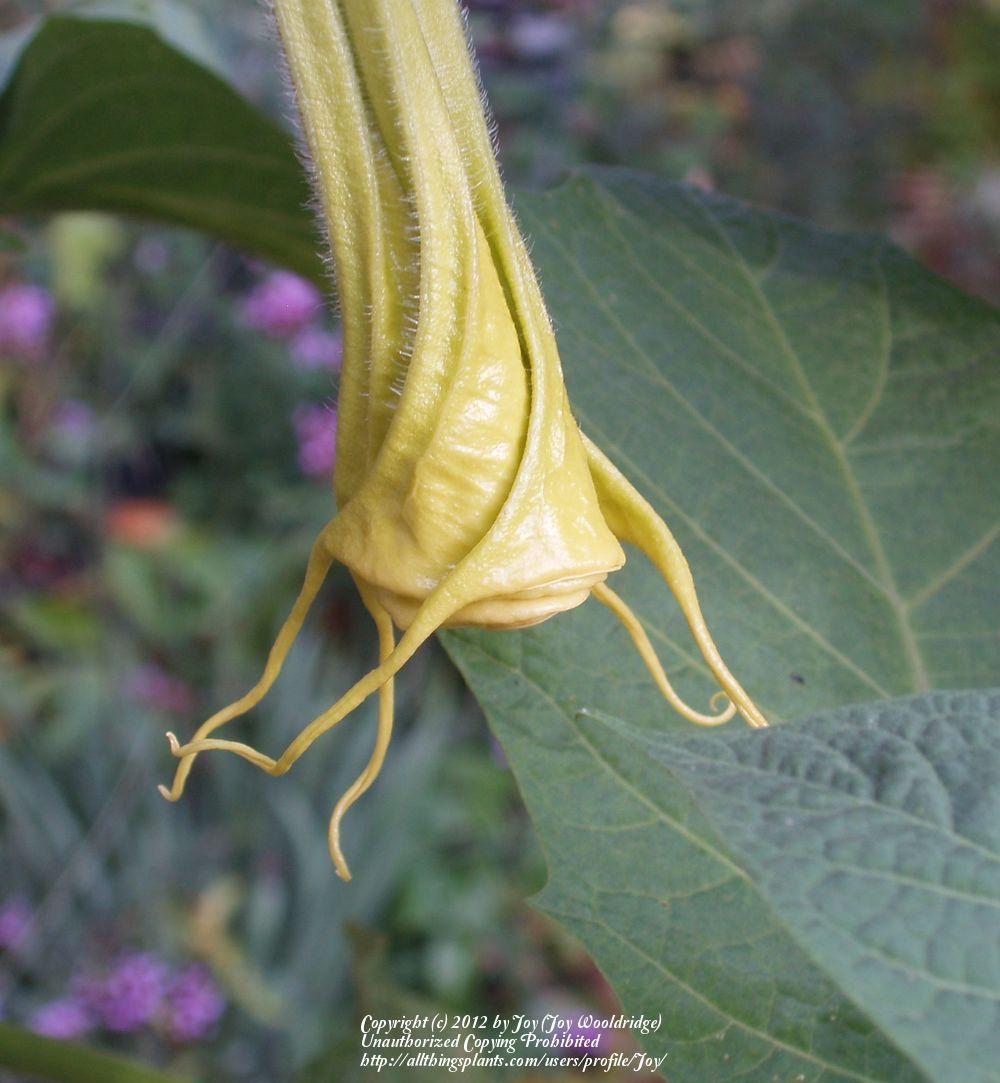 Photo of Angel's Trumpets (Brugmansia) uploaded by Joy