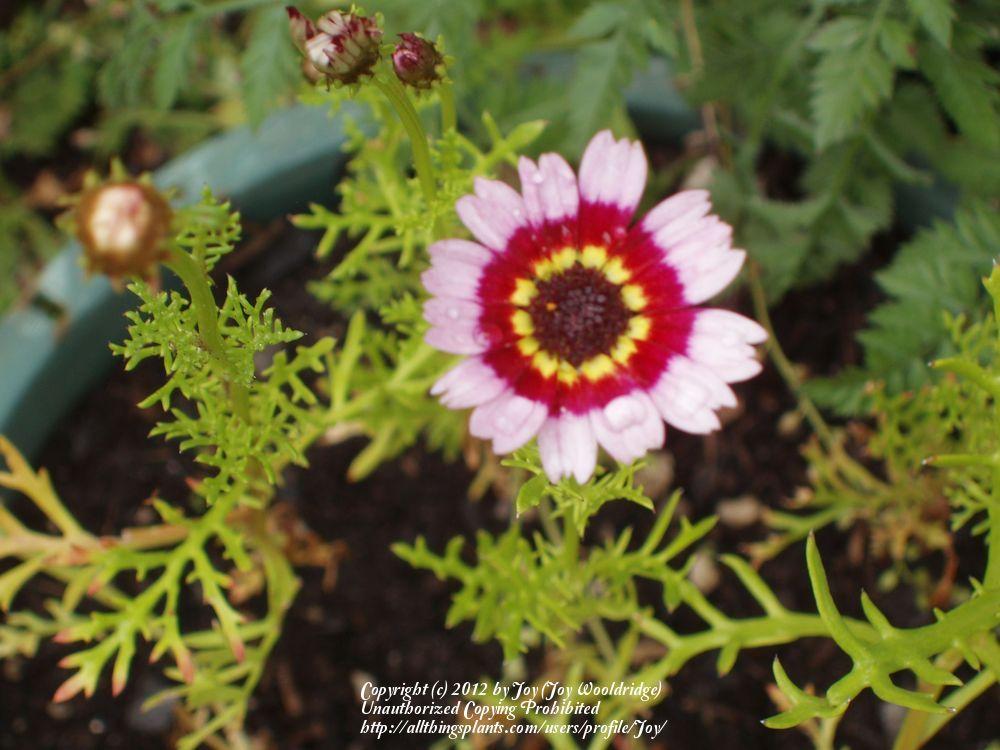 Photo of Painted Daisy (Ismelia carinata 'Court Jester Mix') uploaded by Joy