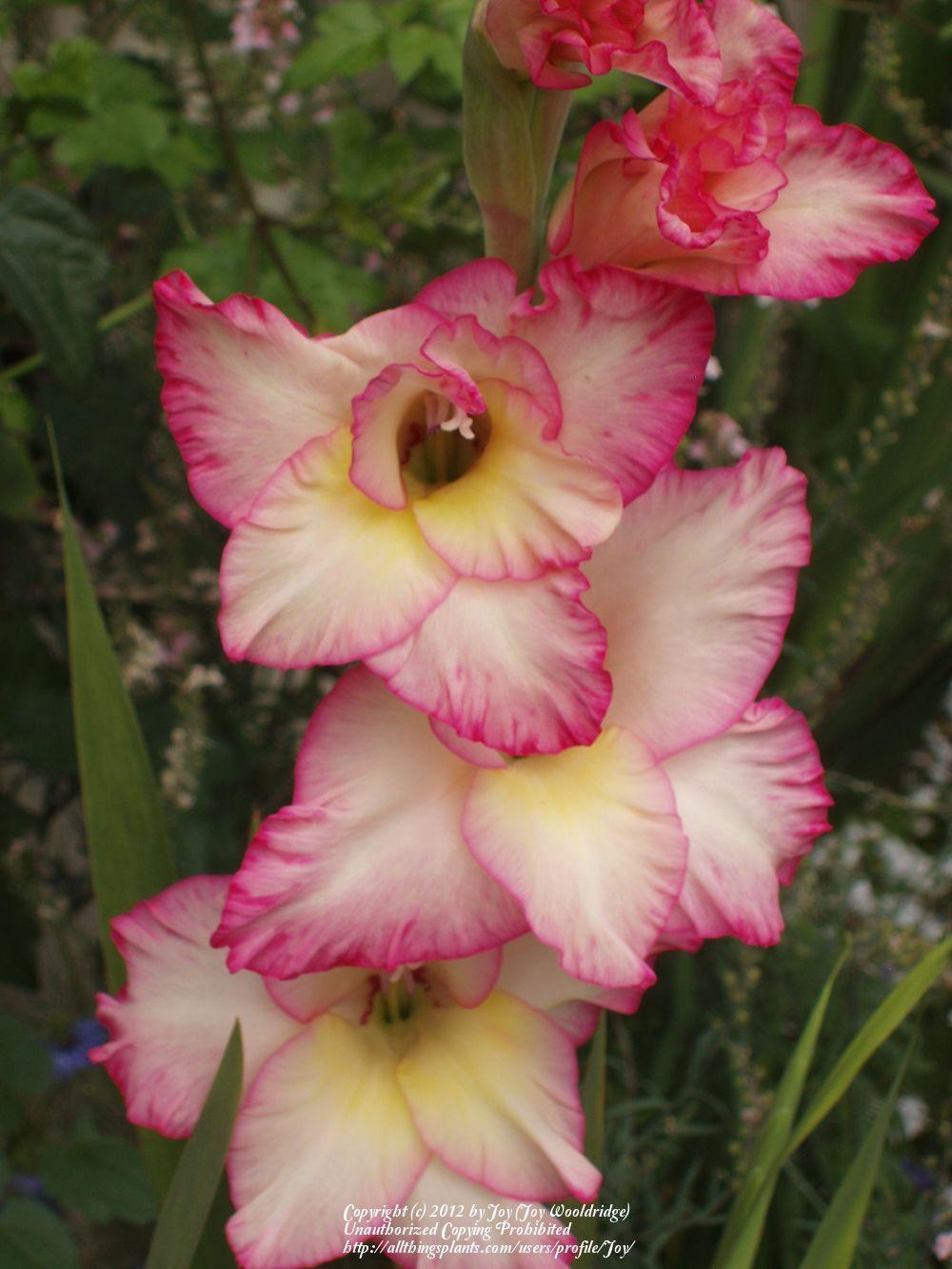 Photo of Hybrid Gladiola (Gladiolus x gandavensis 'Priscilla') uploaded by Joy