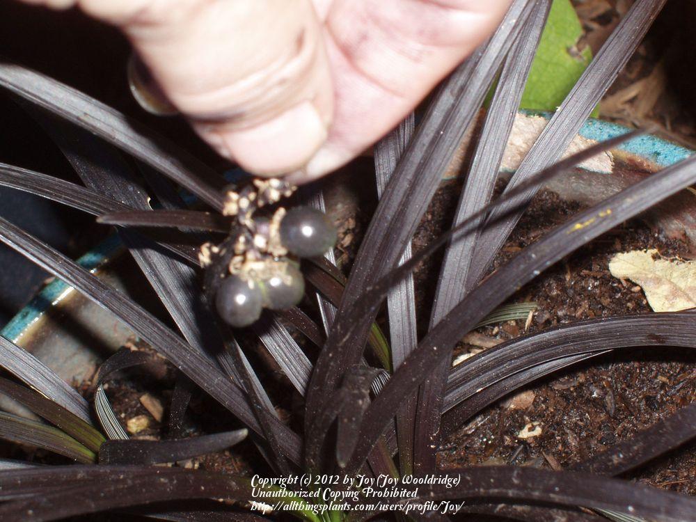 Photo of Black Mondo Grass (Ophiopogon planiscapus 'Kokuryu') uploaded by Joy