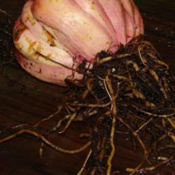 Location: In my garden in Kalama, Wa.
Date: 2008-11-01
6 year old bulb. This was huge! Wish I'd shot it with a quarter f
