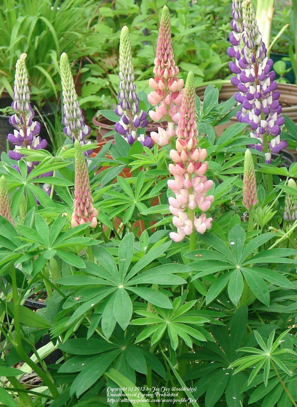 Photo of Russell Lupine (Lupinus regalis) uploaded by Joy