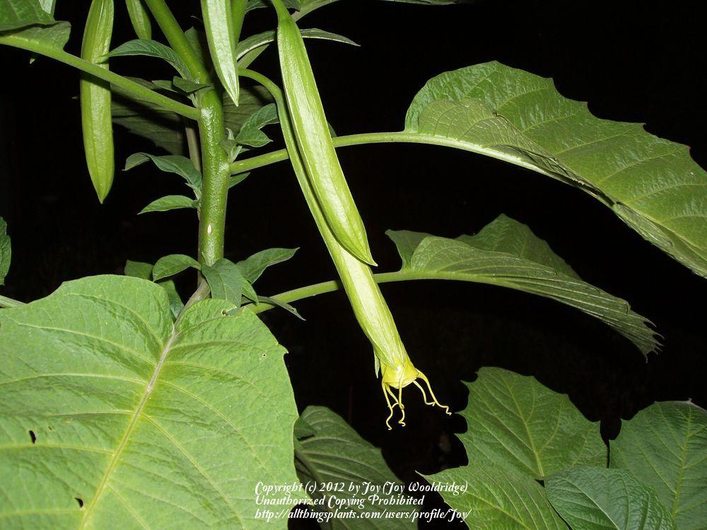 Photo of Angel's Trumpets (Brugmansia) uploaded by Joy
