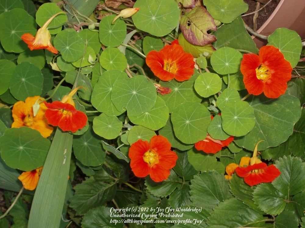 Photo of Garden Nasturtiums (Tropaeolum majus) uploaded by Joy