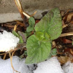Location: Denver Metro, CO
Date: 2012-04-04
Closeup of brand new leaves popping up through the snow.  This is