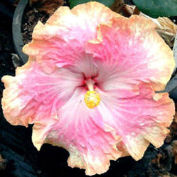 
Date: 2007-02-04
Courtesy Hidden Valley Hibiscus, used with permission