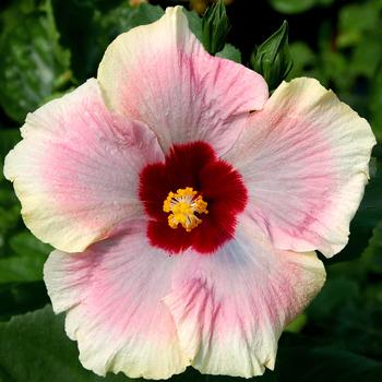 Photo of Tropical Hibiscus (Hibiscus rosa-sinensis 'Blushing Bride') uploaded by SongofJoy