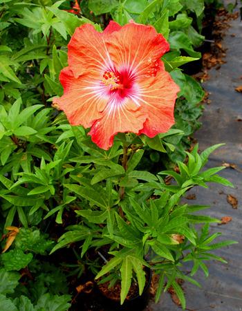 Photo of Tropical Hibiscus (Hibiscus rosa-sinensis 'Carrot Top') uploaded by SongofJoy