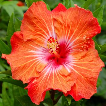 Photo of Tropical Hibiscus (Hibiscus rosa-sinensis 'Carrot Top') uploaded by SongofJoy