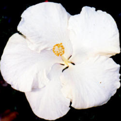 
Date: 2007-03-11
Courtesy Hidden Valley Hibiscus, used with permission
