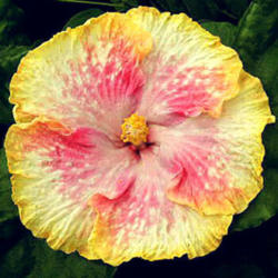 
Courtesy Hidden Valley Hibiscus, used with permission